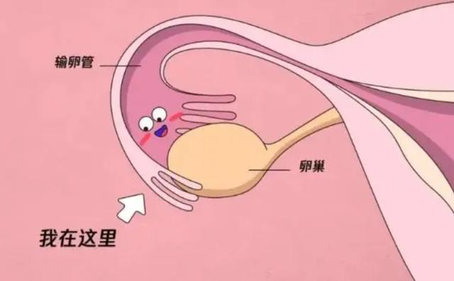 产妇