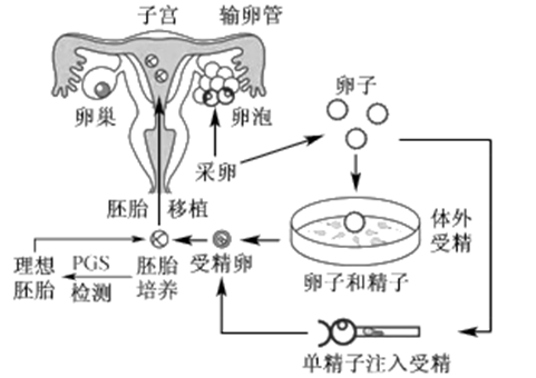 二胎