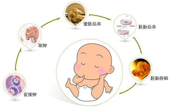 二道杠怀孕图片真实