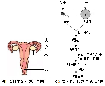 二月龄宝宝