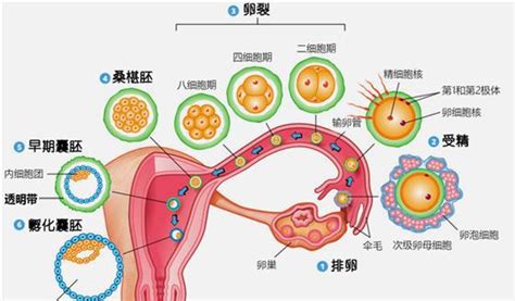 乳房硬块
