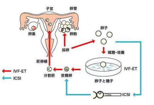 二道杠怀孕测试