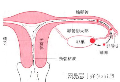 早早孕试纸