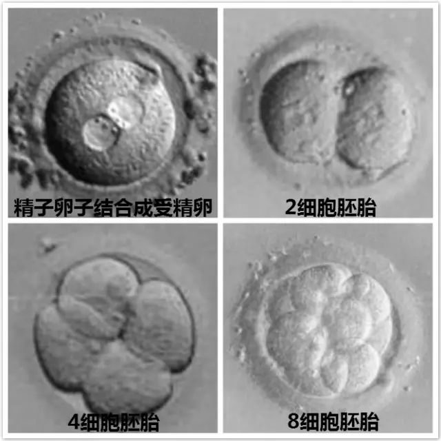 婴儿呼吸系统