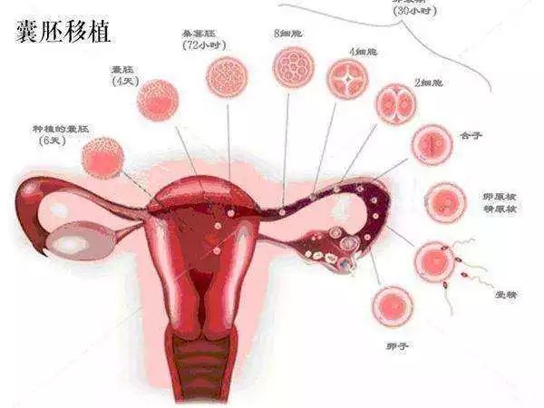二道杠怀孕图片