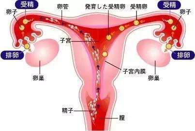 二胎女孩