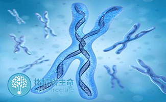 胎儿发育