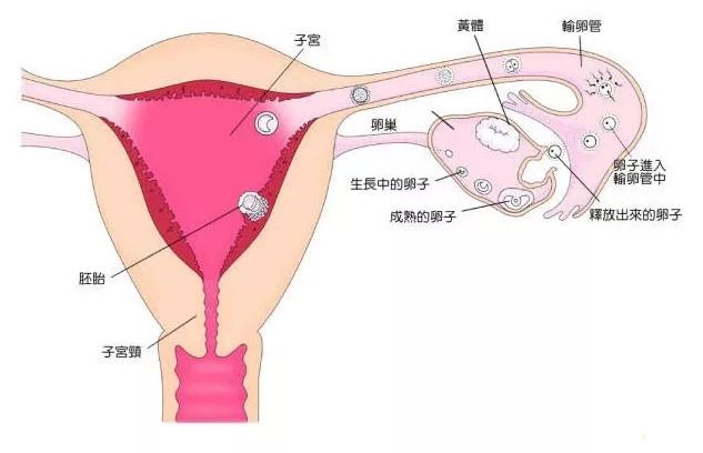 人工授精