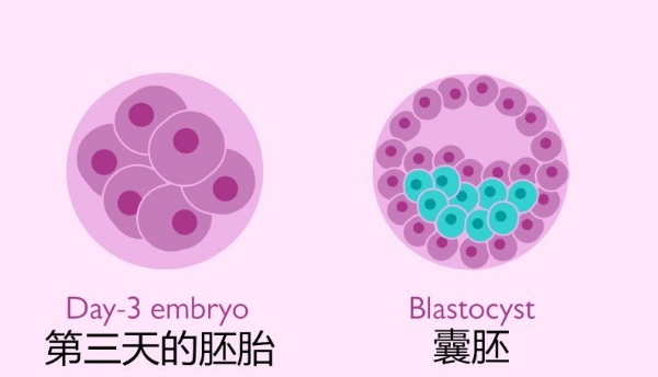 借卵生育