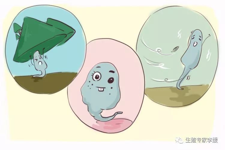 卵子捐赠